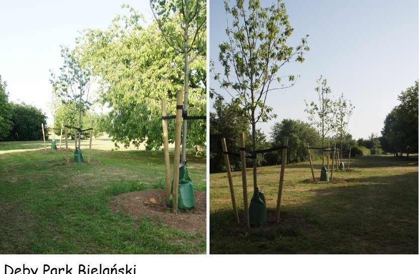 Mają dobry sposób na ochronę przed suszą