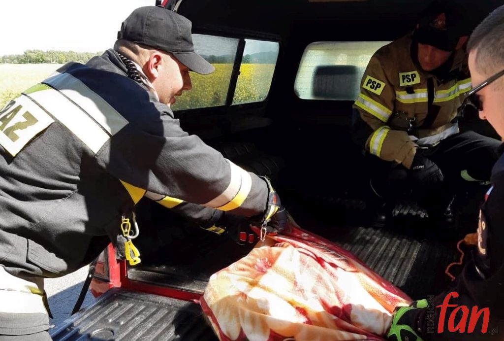 Koziołek wrócił bezpiecznie do lasu (FOTO)