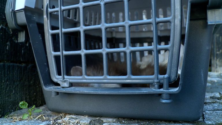 Ratowali kunę w sercu miasta (WIDEO)