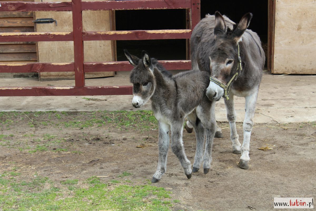 Zoo szuka imienia dla osiołka