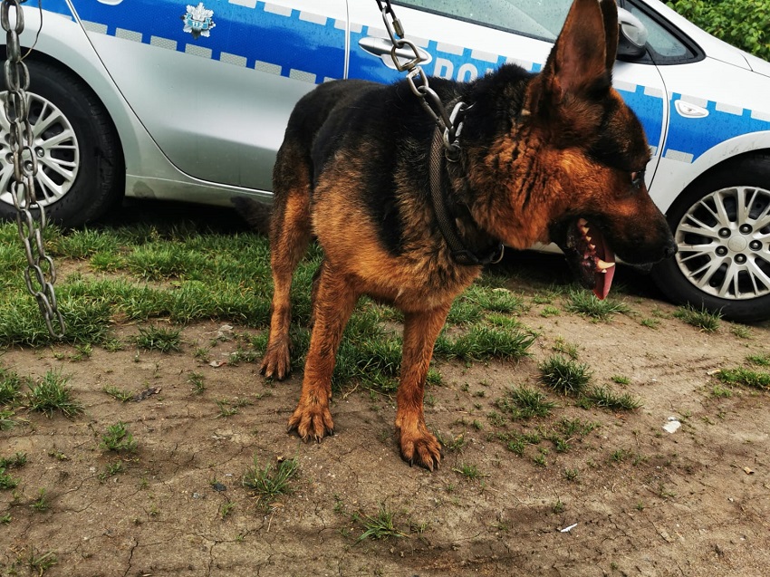 Owczarek zyskał nowe życie (FOTO)