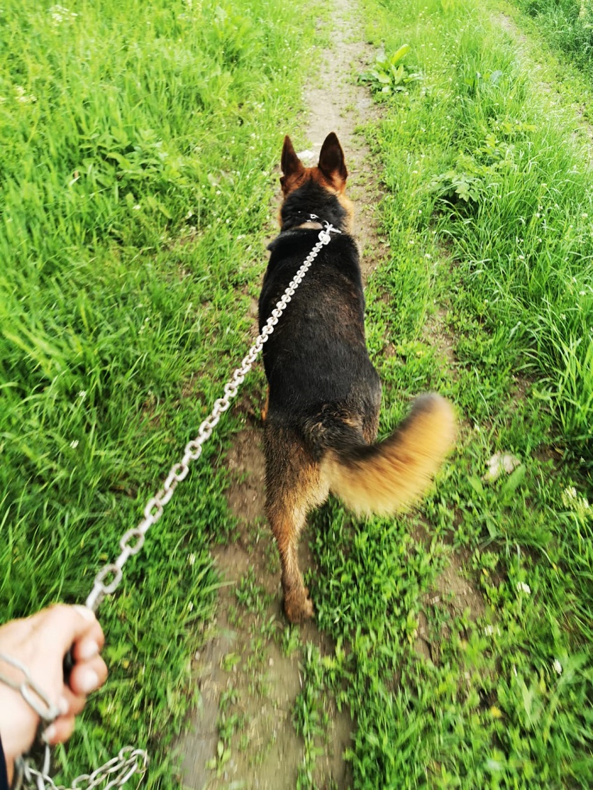 REGION. Pies kontra upał