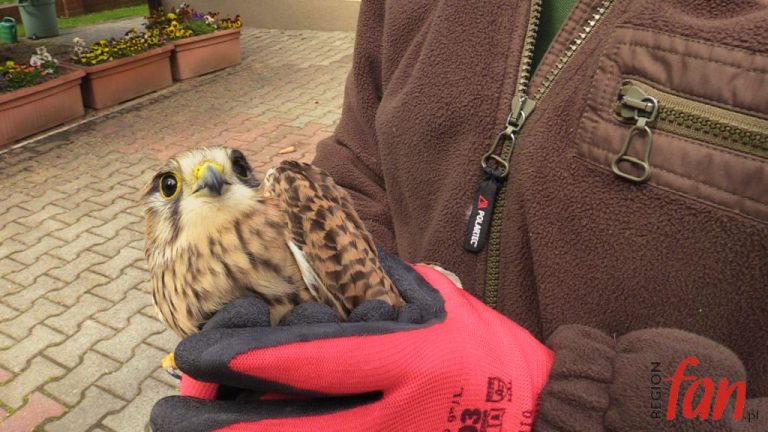 Sokół pustułka trafił na rehabilitację (FOTO, WIDEO)
