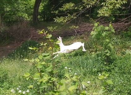 Sarna czy daniel? Albinos w centrum Złotoryi