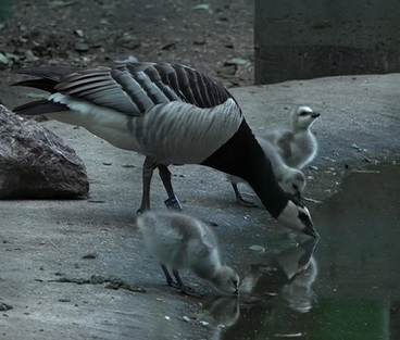 Maluchy od sportów ekstremalnych (WIDEO)
