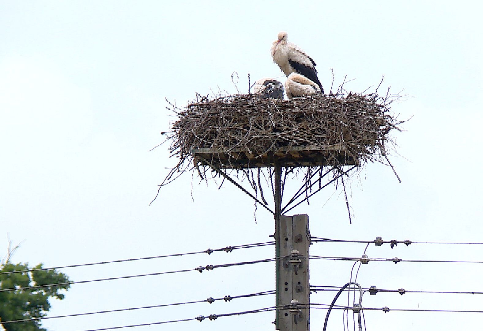 Bociania stolica Dolnego Śląska (WIDEO)