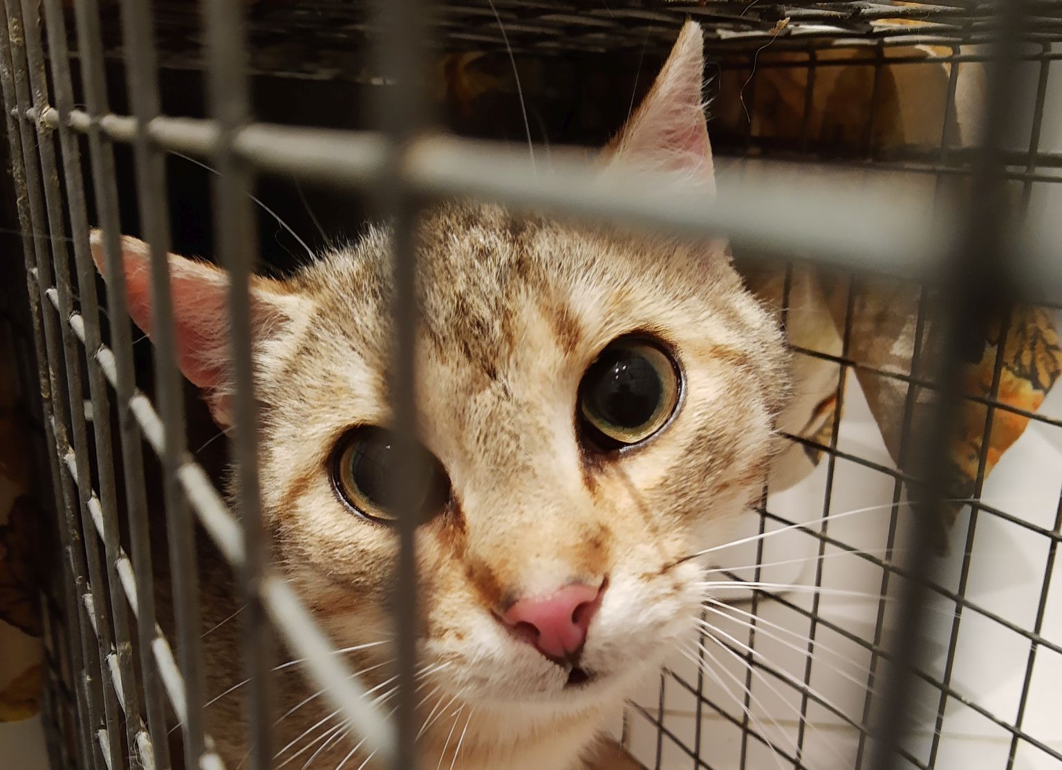 TOZ w dramatycznej sytuacji (WIDEO)