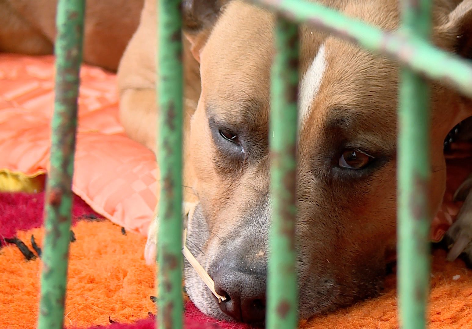 Agresywny amstaff wzbudza lęk weterynarzy (WIDEO)