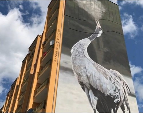 Wysokie loty ptaków z Przylesia