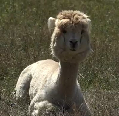 Kawaler z misją w Parku Wrocławskim