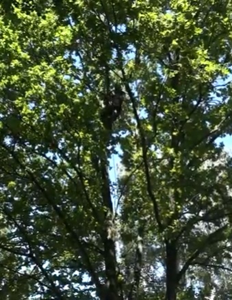 Alpiniści na parkowych drzewach