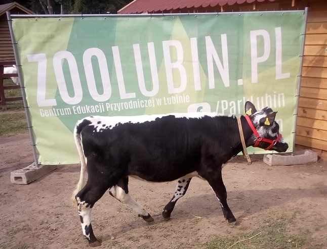 Już jest! Nowe zwierzę w lubińskim ZOO