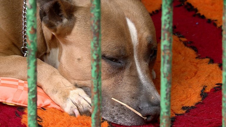 13-latka stanęła przed sądem, matka wciąż nieuchwytna (WIDEO)