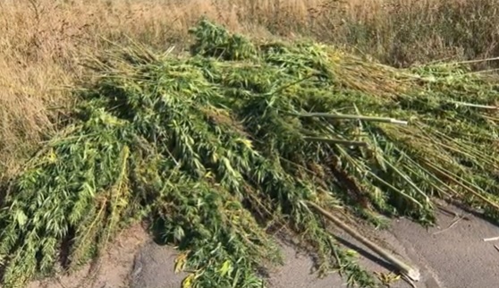 10 tysięcy krzaków w rękach policji