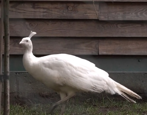 Albinosy spacerują po Parku Wrocławskim