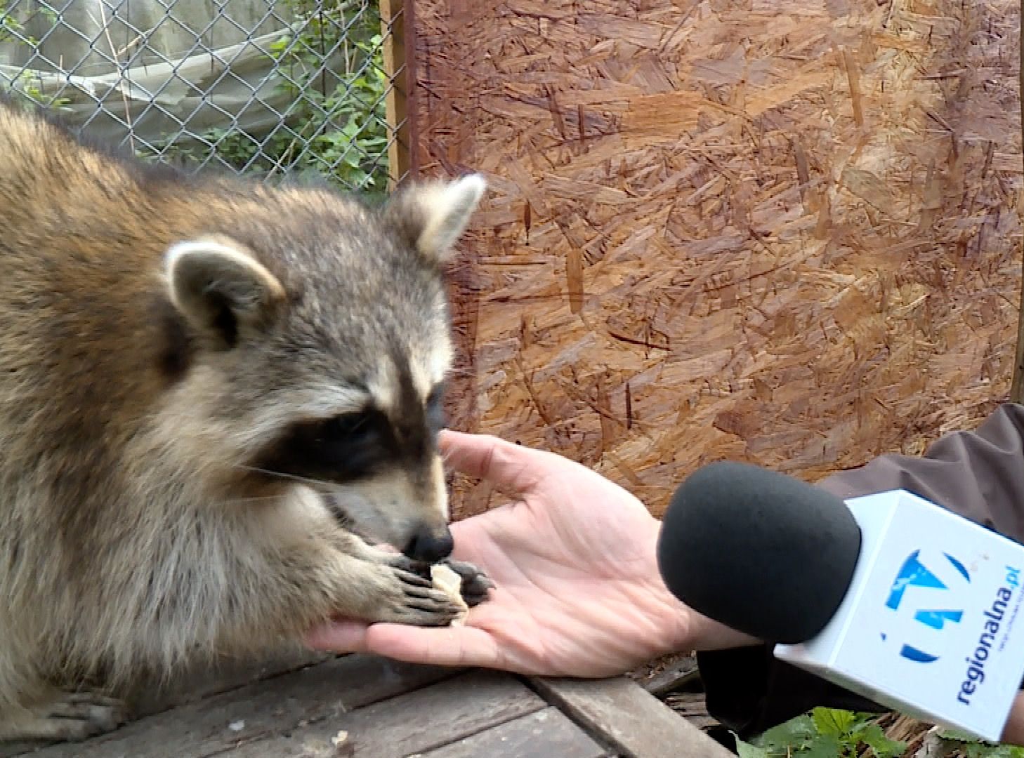 Nagroda za pomoc w odzyskaniu… szopów (WIDEO)