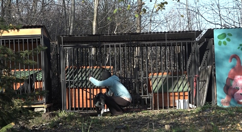 TARNÓWEK. (Nie)szczęścia na czterech łapach