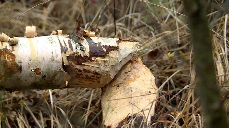 Inżynier z wielkimi zębami