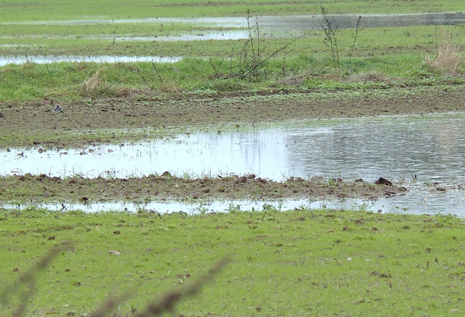Rolnicy liczą straty (WIDEO)