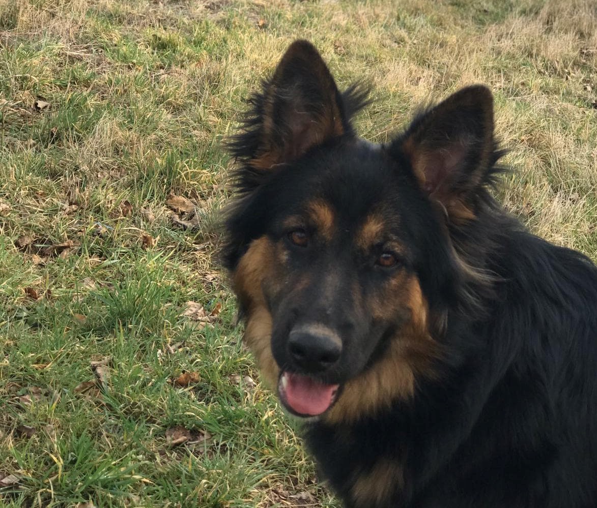 Sąsiad otruł im psa? Groził, że to zrobi