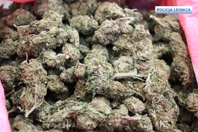 Diler narkotykowy zatrzymany (WIDEO)