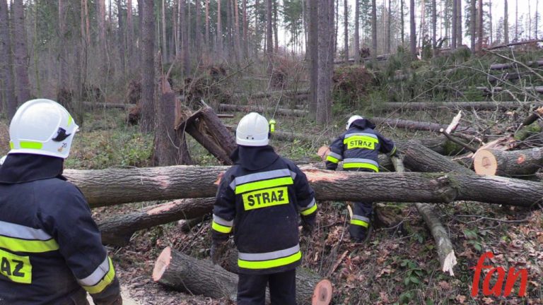 Zdrowo powiało – leśnicy szacują szkody (WIDEO)