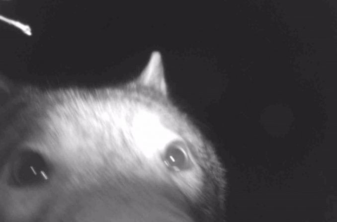 Wilki, łosie i… dziwoląg przy S3 (WIDEO)