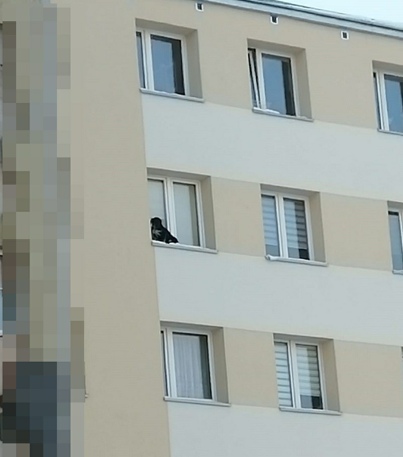Wystawił psa na parapet na 9. piętrze