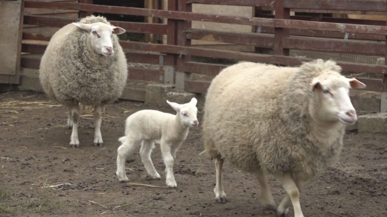 URODZIŁY SIĘ JAKO PIERWSZE W TYM ROKU