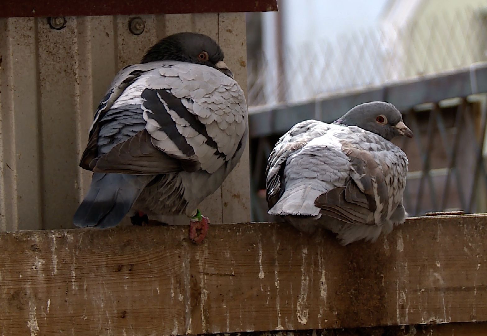 Gołębie poróżniły sąsiadów (WIDEO)
