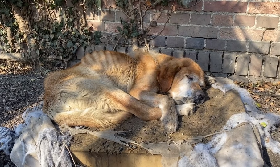 GMINA ŚCINAWA. Psy konały z głodu na oczach właścicieli