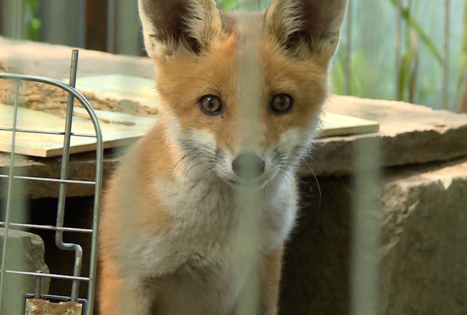 Nie tylko dziki wchodzą do miast (WIDEO)