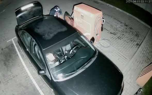 Łakomy „miś” obszedł się smakiem (WIDEO)