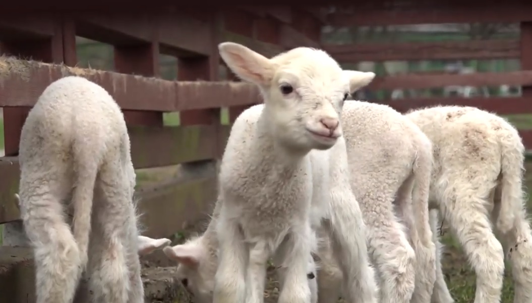 Uratowali cztery maluchy