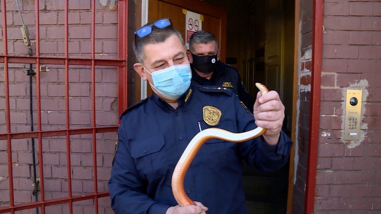 Znalazła węża w łazience (WIDEO)