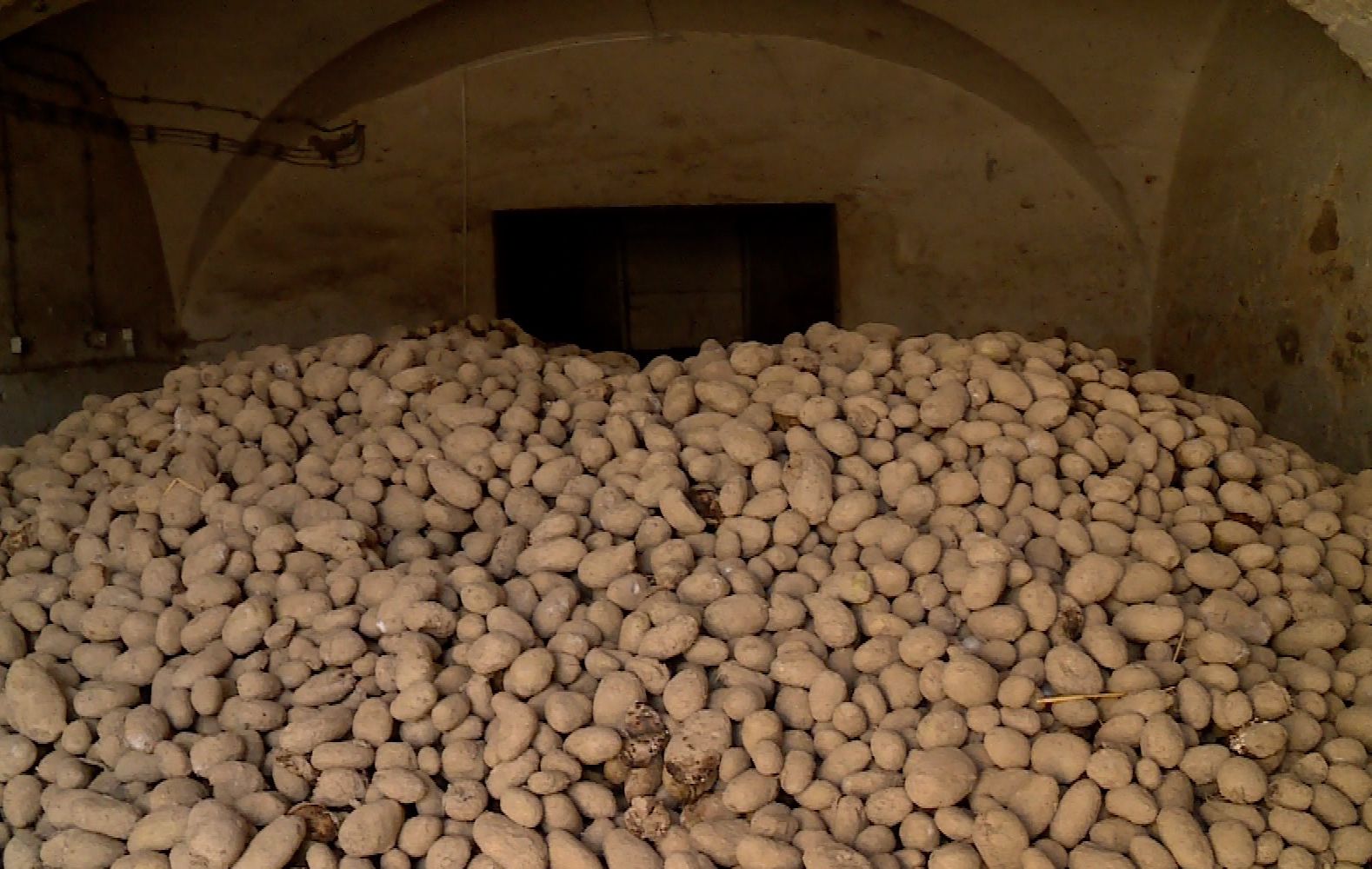 Dramat rolników. Ziemniaki tanie jak barszcz (WIDEO)