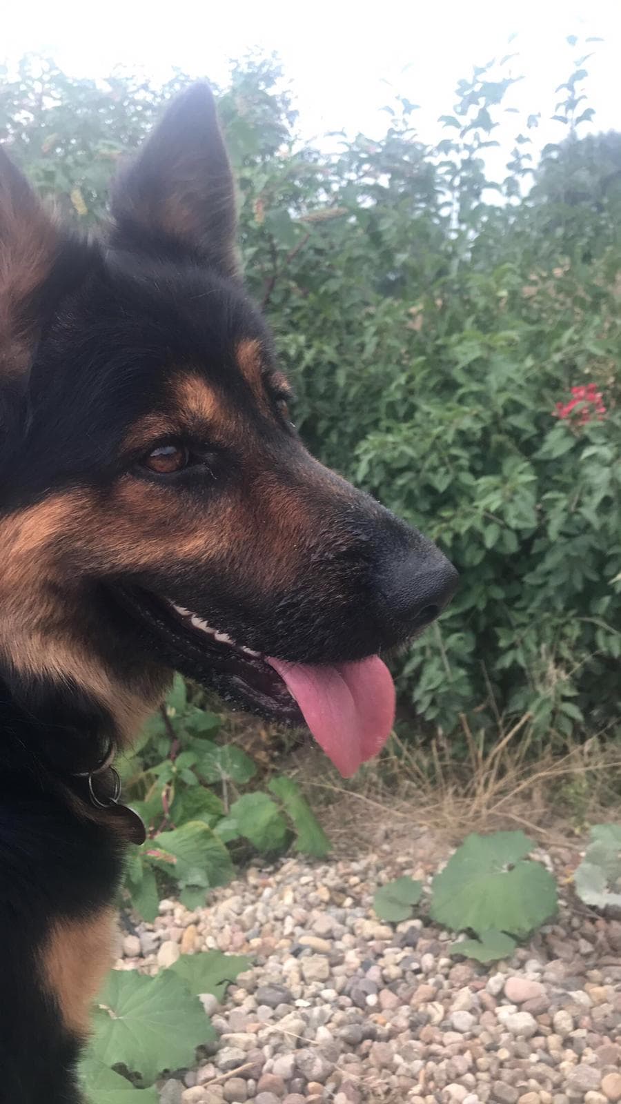 Czy to sąsiad otruł psa? Są zarzuty