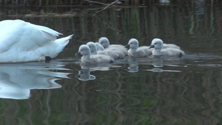 Ulubiona para mieszkańców doczekała się potomstwa (WIDEO)