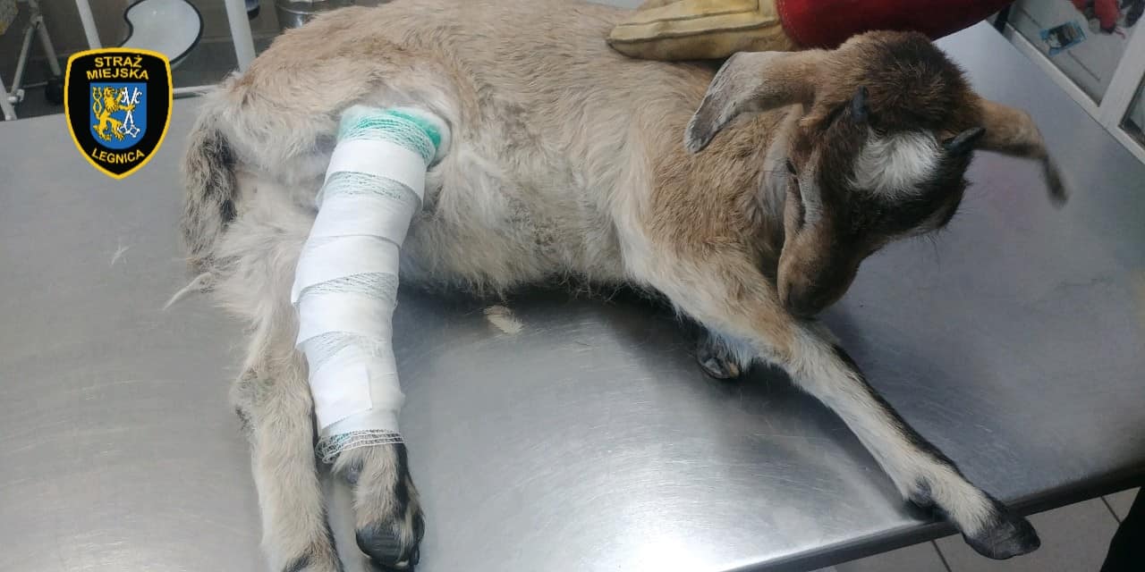 Usłyszeli beczenie o pomoc (WIDEO)