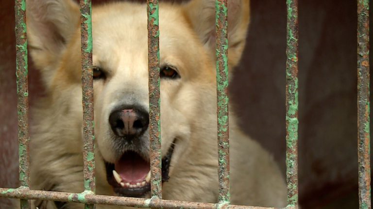 Jak pomóc bezdomnym zwierzakom z Lubina?