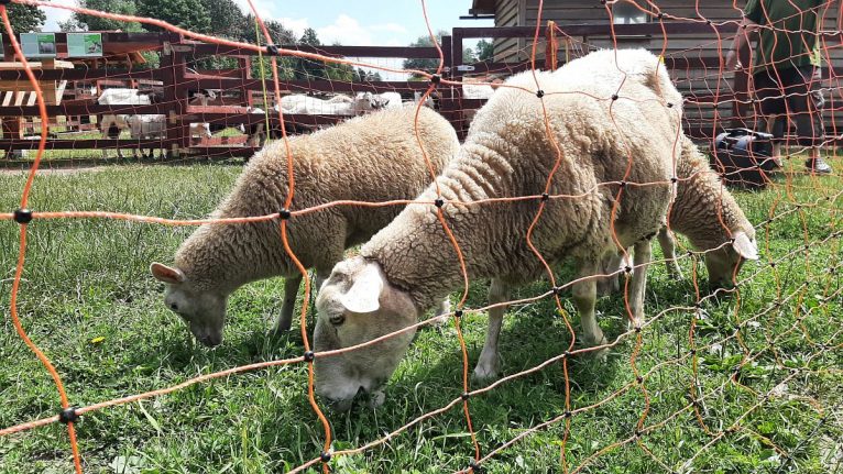 Ekologiczne kosiarki już pracują
