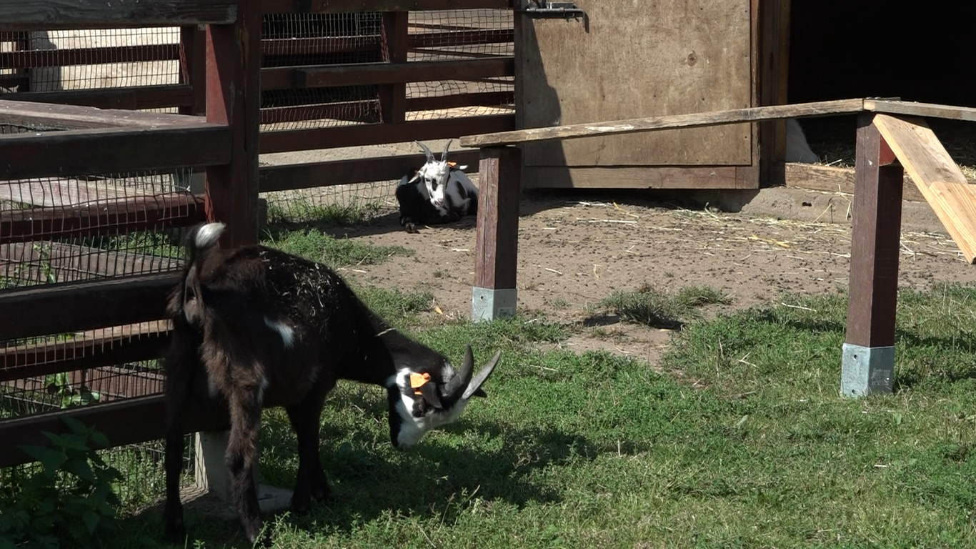 Plac zabaw dla futrzaków