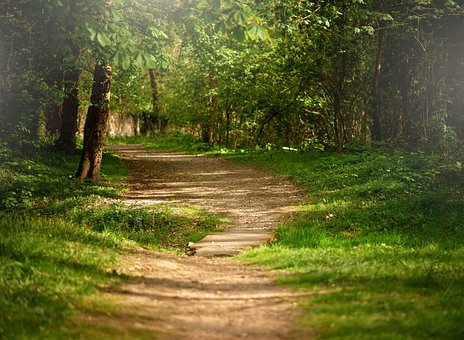 Dobre z lasu dostępne w twoim sklepie?