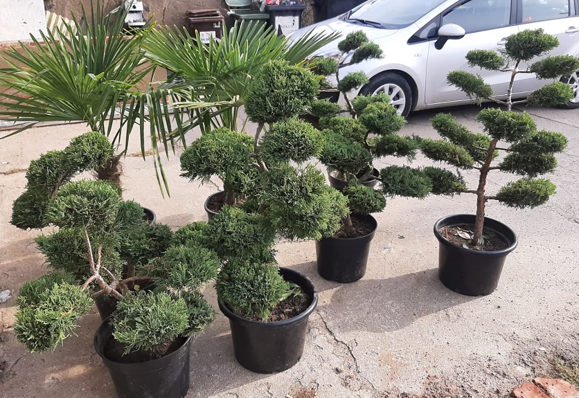 Ozdobne drzewka i narkotyki