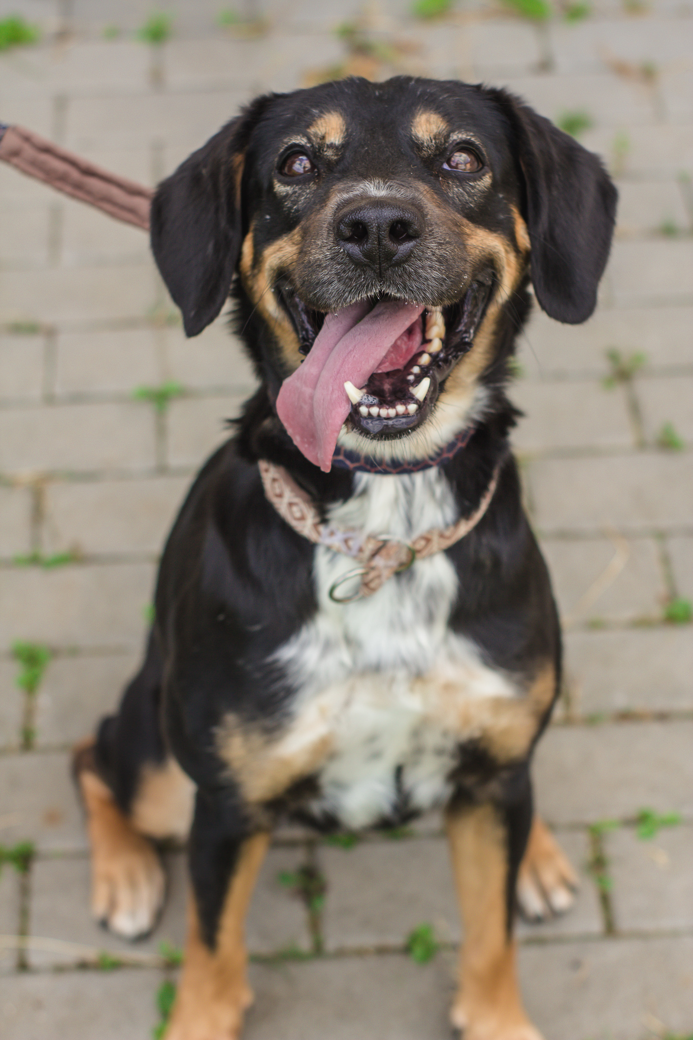 Haidi szuka nowego domu/WIDEO/