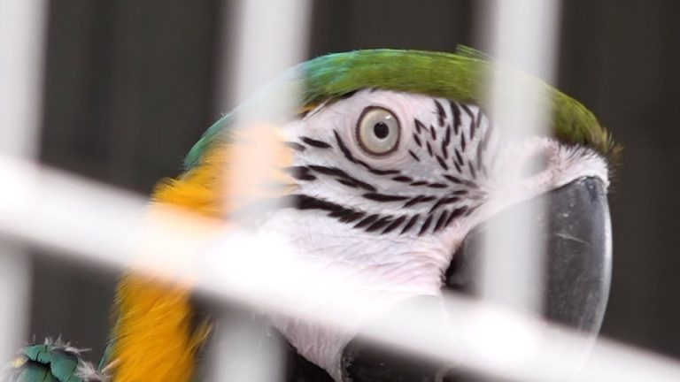 Palmiarnia pod lupą prokuratury (WIDEO)