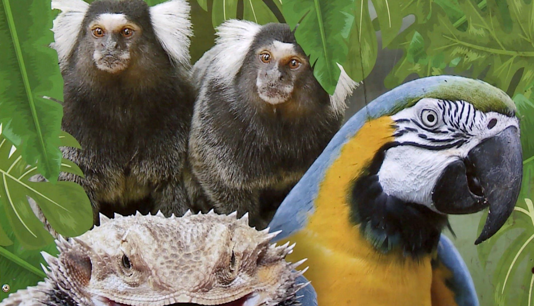 Palmiarnia czy umieralnia? (WIDEO)