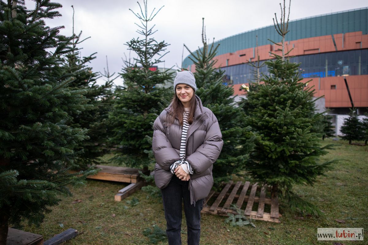 Duży wybór świątecznych drzewek