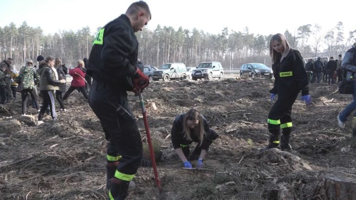 Posadzili młode sosny