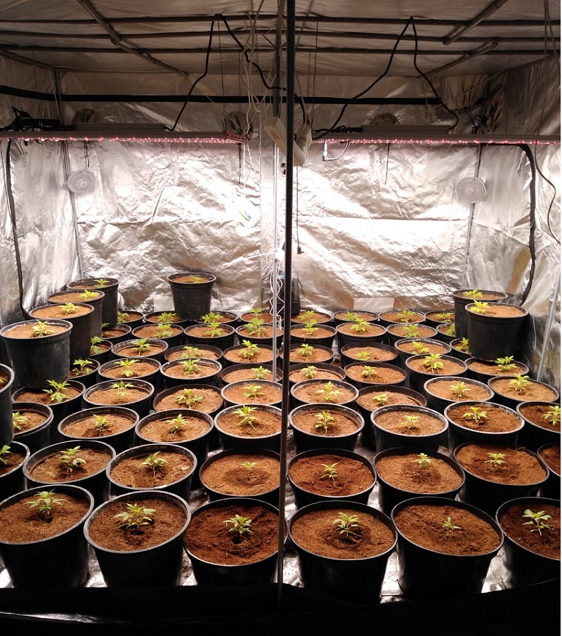 Plantacja marihuany odkryta